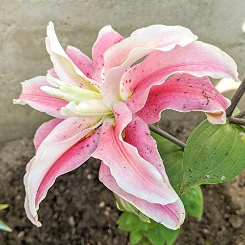 Easy to Grow Lilium Oriental Lily 'Distant Drum' Plant Bulbs (3 Pack) - Pink Fragrant Double-Flowering Blooms in Summer Gardens - Image 2