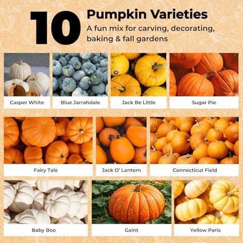 200+ Pumpkin Seeds for Planting, 10 Variety Heirloom Vegetable Seed - Image 2