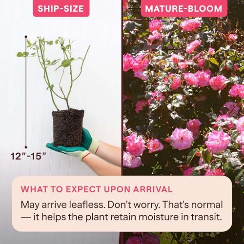 Heirloom Climbing Roses, Live Own Root Plant, Handel - Image 2