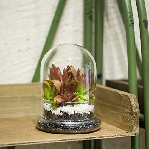 NCYP Small Glass Terrarium Cloche with Air Hole, 4.7 x 4.7 x 6.3 Inches - Image 4