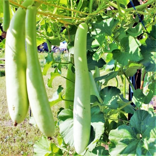 Cucuzza Squash Seeds - 20+ Count - for 2026 Planting Lagenaria siceraria Cucuzzi Snake Gourd Italian Tromboncino Long Bottle Calabash Dudhi Lauki Vegetable Grow Your Own Home Farm by TomorrowSeeds