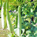 Cucuzza Squash Seeds - 20+ Count - for 2026 Planting Lagenaria siceraria Cucuzzi Snake Gourd Italian Tromboncino Long Bottle Calabash Dudhi Lauki Vegetable Grow Your Own Home Farm by TomorrowSeeds