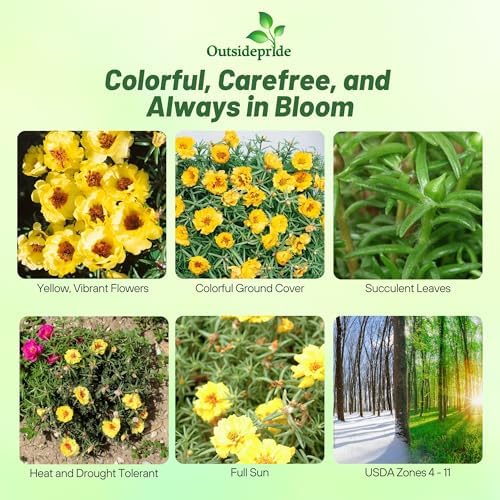 Outsidepride Yellow Moss Rose Seeds - 10000 Pcs Annual, Drought & Heat Tolerant, Pollinator Friendly Ground Cover Seeds for Planting w/Vibrant Blooms & Succulent Foliage, Ideal for Xeriscaping - Image 2