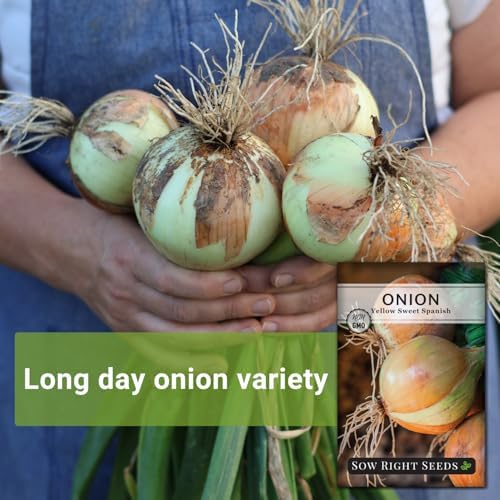 Sow Right Seeds-Yellow Sweet Spanish Onion Seed for Planting Vegetables 4pk - Image 3
