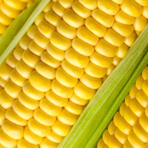The Old Farmer's Almanac Heirloom Sweet Corn Seeds (Golden Bantam) - Approx 75 Seeds - Non-GMO, Open Pollinated, USA Origin - Image 3