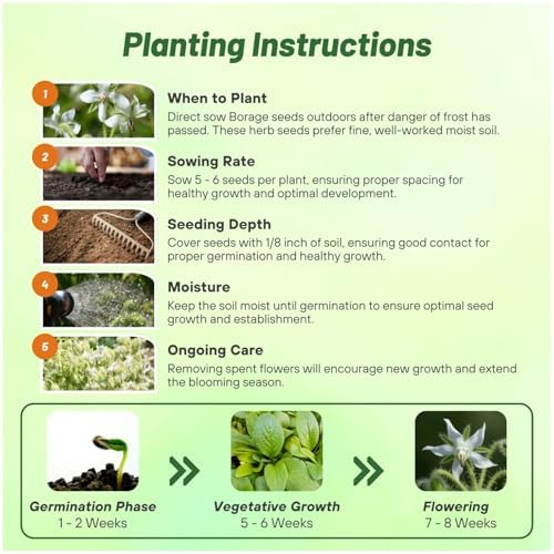 Outsidepride White Borage Seeds for Planting – 2000 Pcs. Annual, Drought-Tolerant Herb Seeds with Star-Shaped Blooms, Attracts Bees for Pollinator Gardens, Summer Teas, Decoration & Culinary Use - Image 4