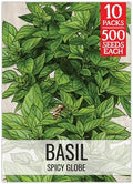 Seed Needs Spicy Globe Basil Seeds to Plant an Herb Garden - 10 Packs by SeedNeeds