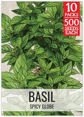 Seed Needs Spicy Globe Basil Seeds to Plant an Herb Garden - 10 Packs by SeedNeeds