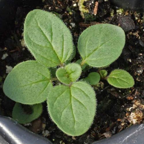 Seed Needs Italian Oregano Seeds to Plant an Herb Garden - 1 Pack - Image 2