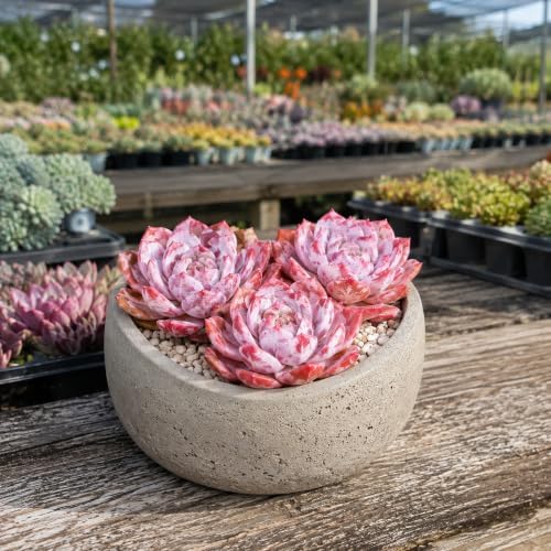 3 PCS Echeveria 'Pink Peony' Live Succulent Plant 1.5 Inch, Rare Rosette Succulent Bare Root No Pot, Low Maintenance Plant for Decorative Planters, Patio Garden Collection & Modern Living Spaces - Image 6