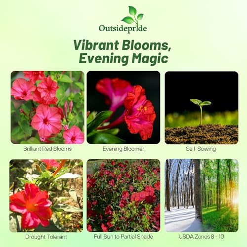 Outsidepride Red Four O'clock Flower Seeds - 1 lb Perennial Fragrant, Trumpet-Shaped Blooms, Deer-Proof & Easy to Grow, for Pollinator & Evening Gardens, Containers, Hedges, or Borders - Image 2