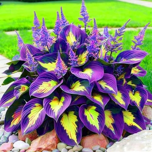 290+ Perennial Hostas for Planting, Low Maintenance Rich Foliage, Heart Shaped Leaves, Outdoor Garden Attract Pollinators Bonsai Decoration Non-GMO Heirloom Hosta Plants Seeds - Image 5