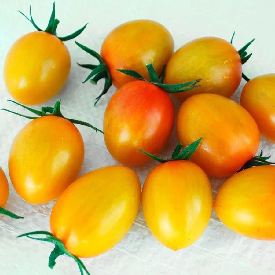 Park Seed Cherry Tomato Seeds, Planting Vegetables, Easy to Grow, Non-GMO, Variety of Colors and Sizes, Spring Garden, Sunset Torch, Pack of 10 by ParkSeed