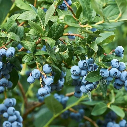 200pcs Dwarf Bonsai Blueberry Trees Seeds for Planting, Perennial Organic Sweet Gaint Blueberry Fruits Seeds, Non-GMO Heirloom Hummingbird Vine Pots Fruits Plants for Home Garden - Image 7