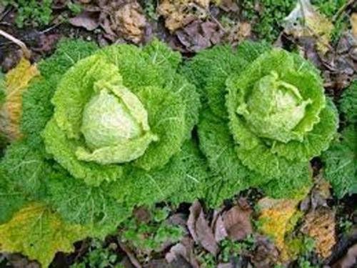 Cabbage, Charleston Wakefield seeds, NON-GMO, 50 seeds per package by CountryCreekAcres