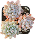 Sprout N Green Graptopetalum pachyphyllum Bluebean Live Succulent Plant by SproutNGreen