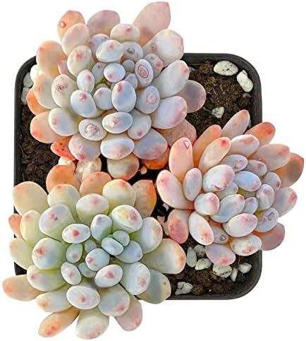 Sprout N Green Graptopetalum pachyphyllum Bluebean Live Succulent Plant by SproutNGreen