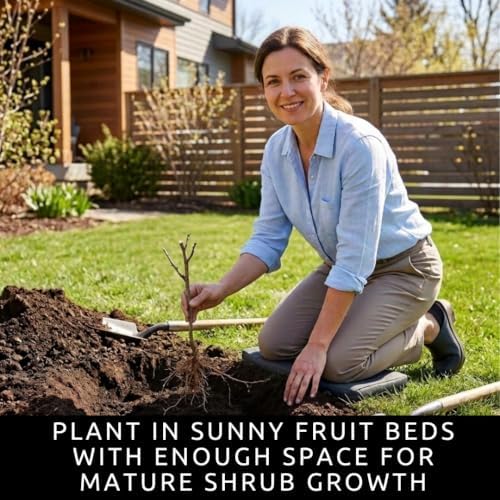 4 Gooseberry Bare Root Plants for Growing – 2 Green & 2 Red Fruit Bushes - Image 3