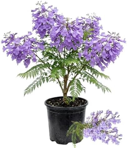 Jacaranda Tree Live Plant, 4-6 Inches Tall, by Unknown