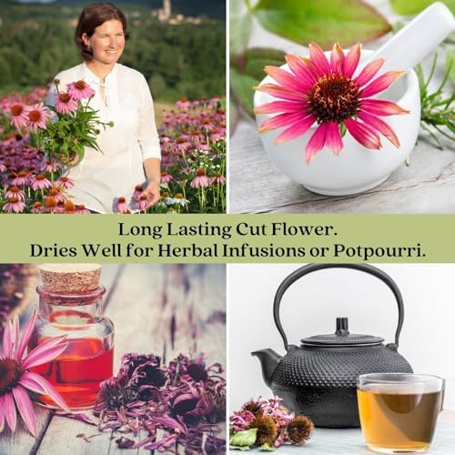 Clovers Garden Deep Rose Coneflower (Echinacea) Plants – Two (2) Live Plants – Non-GMO - Not Seeds - Each 4" to 8" Tall – in 4" Inch Pots – Hardy Flowering Perennial, Pollinator Favorite - Image 6