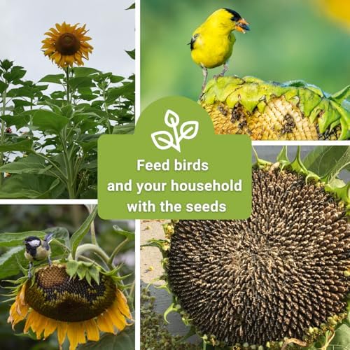 Sow Right Seeds-Mammoth Sunflower Seed for Planting Giant Flower Garden 2pk - Image 6