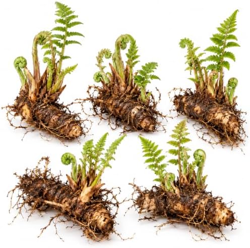5 Hay Scented Fern Plants, Live Perennial Fern Bare Root Starters, Tall Decorative Greenery for Shaded Backyard and Garden Rows - Image 3