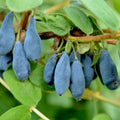 Indigo Gem Honeyberry (Haskap) Shrub - 6-12" Tall Live Plant by Unknown