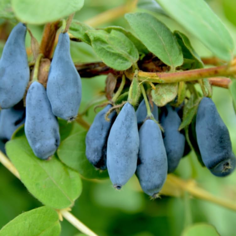 Indigo Gem Honeyberry (Haskap) Shrub - 6-12" Tall Live Plant by Unknown