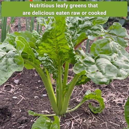 Sow Right Seeds - Swiss Chard Seed Collection for Planting Vegetable Garden - Image 5