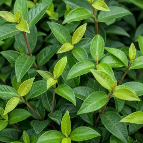 Asiatic Jasmine | 20 Live Bare Root Pips | Trachelospermum Asiaticum | Low Maintenance Ground Cover Plants | Fast Spreading Evergreen for Landscaping - Image 3