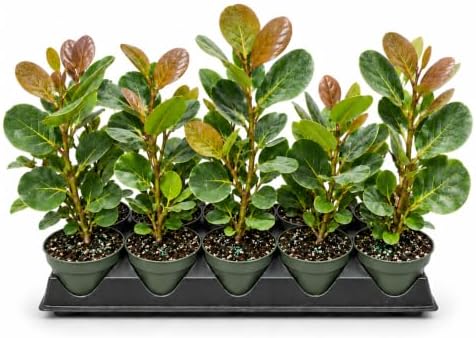 Seagrape Plant | 1 Live 4 Inch Plant | Coccoloba Uvifera | Tropical Foliage, Coastal Landscaping, Beachfront Gardens, Ornamental Tree, Outdoor Decor by FloridaFoliage