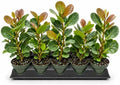 Seagrape Plant | 1 Live 4 Inch Plant | Coccoloba Uvifera | Tropical Foliage, Coastal Landscaping, Beachfront Gardens, Ornamental Tree, Outdoor Decor by FloridaFoliage