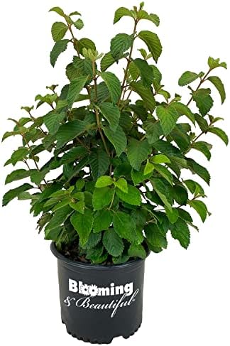 Shasta Doublefile Viburnum, Live Deciduous Flowering Shrub, 3 Gallon by BloomingBeautiful