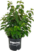 Shasta Doublefile Viburnum, Live Deciduous Flowering Shrub, 3 Gallon by BloomingBeautiful