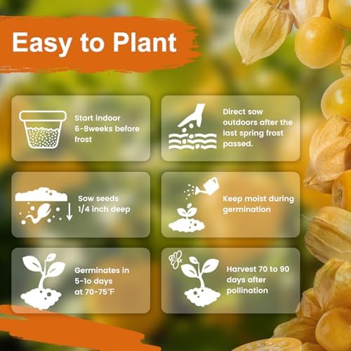 3000+ Ground Cherry Seeds for Planting, Vegetable Garden Heirloom Seeds - Image 5