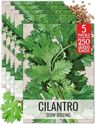 Seed Needs Slow Bolt Cilantro Seeds to Plant an Herb Garden - 5 Packs by SeedNeeds