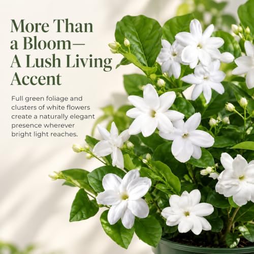 Sambac Arabian Jasmine Live Plant, Rare Fragrant Indoor Outdoor Houseplant - Image 5