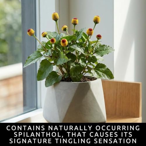 Toothache Plant Seeds for Planting | Medicinal Herb & Edible Flower | 100 - Image 5