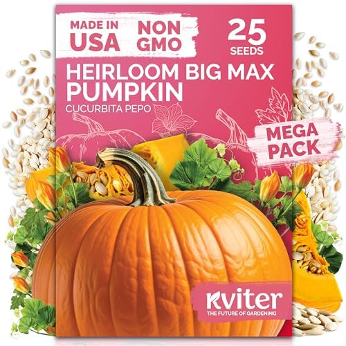 25 Big Max Pumpkin Heirloom Vegetable Seeds for Planting, Cucurbita Pepo by KVITER
