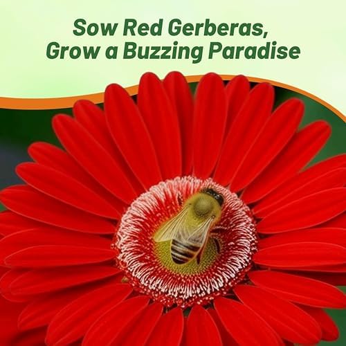 Outsidepride Red Gerbera Seeds - 10 Pcs Perennial, Compact & Low Maintenance, Flower Seeds for Planting w/Mounding Foliage & Vibrant Red Blooms, Ideal for Garden Landscaping & Cut Flower Arrangements - Image 6