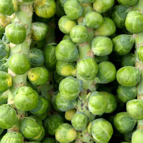 2 Brussel Sprouts Live Plants, Home Garden Vegetable, 4 Inch Pot - Image 5
