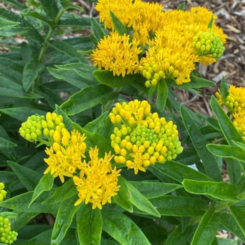 4 Yellow Milkweed Live Plants, 4-9 Inch Tall, Asclepias Tuberosa Butterfly - Image 5
