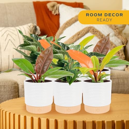 Costa Farms Philodendron, Live Indoor Plant, Tropical Houseplant - Image 2