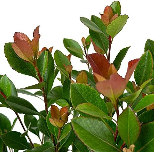 Snow White Indian Hawthorn, Live Evergreen Flowering Shrub, 3 Gallon - Image 4
