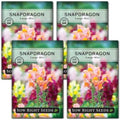 Sow Right Seeds - Large Mix Snapdragon Seed for Planting Flower Garden 4pk by SowRightSeeds