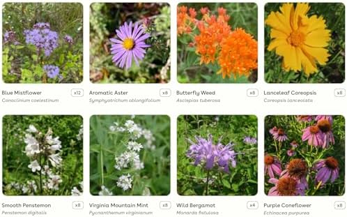 64 Outdoor Plants - Flowering Garden for Full Sun to Support Pollinators Including Perennial Native Plants Purple Coneflower, Butterfly Milkweed, Wild Bergamot and Smooth Blue Aster - Image 3