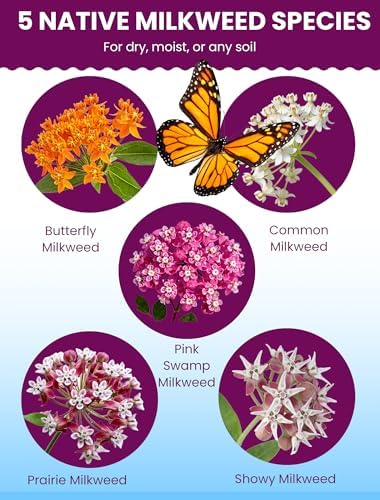 Wildflower Seeds – Monarch Cafe Milkweed Mix, 5 Heirloom Varieties 100% Native Milkweeds, 7,500+ Seeds (4oz) Covers 240-300 sq.ft., High Germination for Monarch Butterfly Garden - Image 3