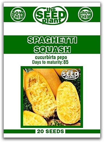 Spaghetti Squash Seeds 20 Seeds Non-GMO by The+Seed+Plant