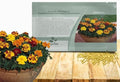 Outsidepride Durango Outback Mix French Marigold Seeds - 250 Pcs Annual, Compact, Heat & Drought Tolerant Flower Seeds for Planting w/Anemone Type Bicolor Blooms, Ideal for Vibrant Pollinator Gardens by Outsidepride