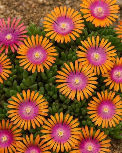 Perennial Farm Delosperma 'Fire Spinner' – Live Groundcover in 1 Quart, Vivid Orange Petals with Purplish-Pink Centers, Drought Tolerant, Heat Loving, Ideal for Rock Gardens & Edging - Image 2
